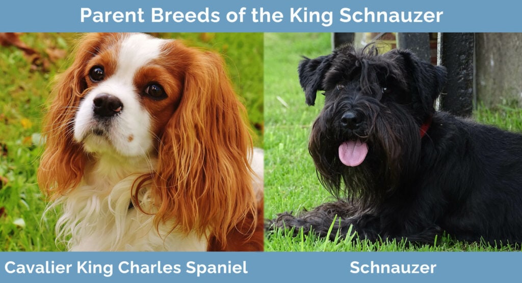 Parent Breeds of the King Schnauzer