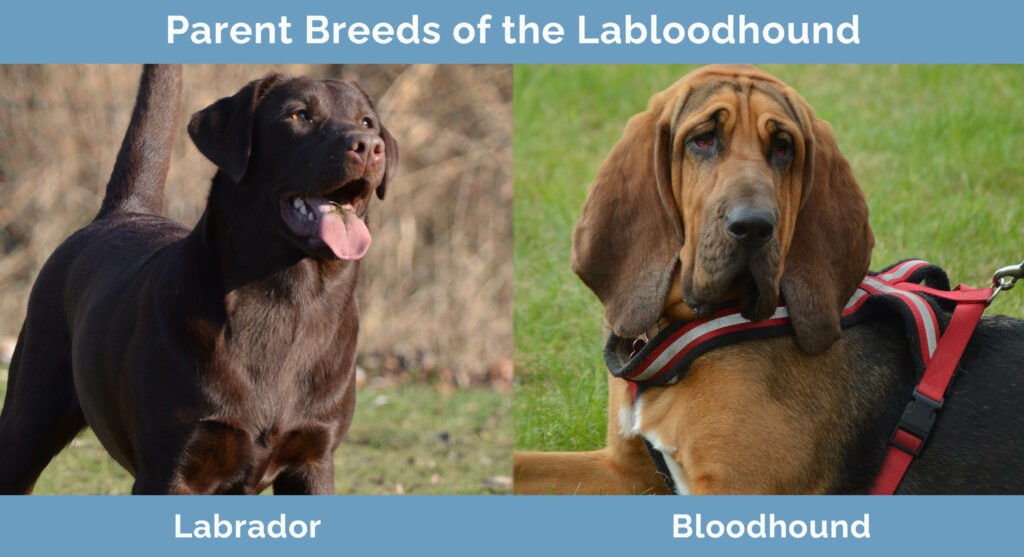Parent Breeds of the Labloodhound