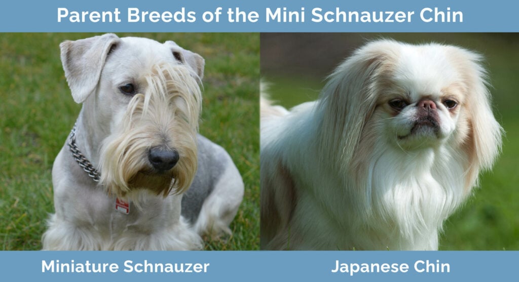 Parent Breeds of the Mini Schnauzer Chin