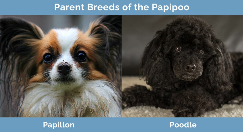 Parent Breeds of the Papipoo