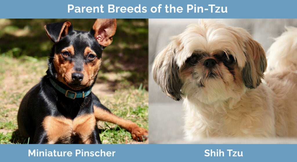 Parent Breeds of the Pin Tzu
