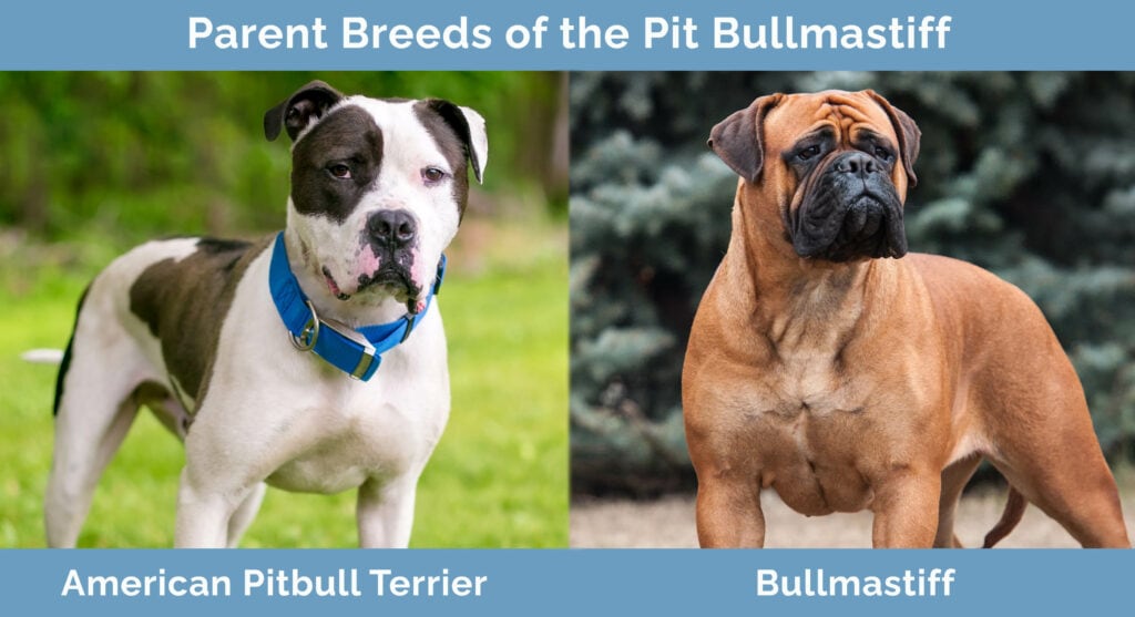 Parent Breeds of the Pit Bullmastiff