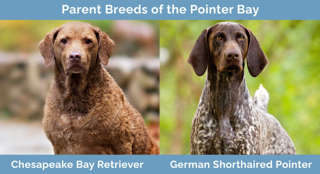 Parent Breeds of the Pointer Bay