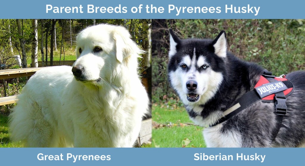 Parent Breeds of the Pyrenees Husky