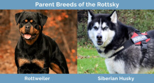 Rottsky (Rottweiler & Siberian Husky Mix): Info, Pictures, Traits ...