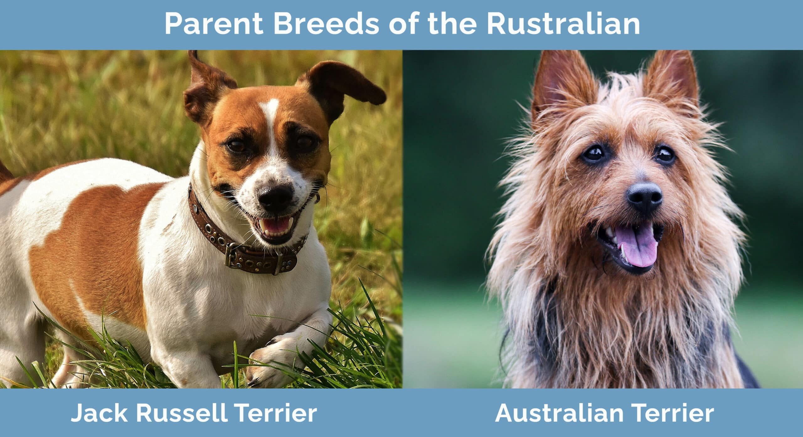 Parent Breeds of the Rustralian