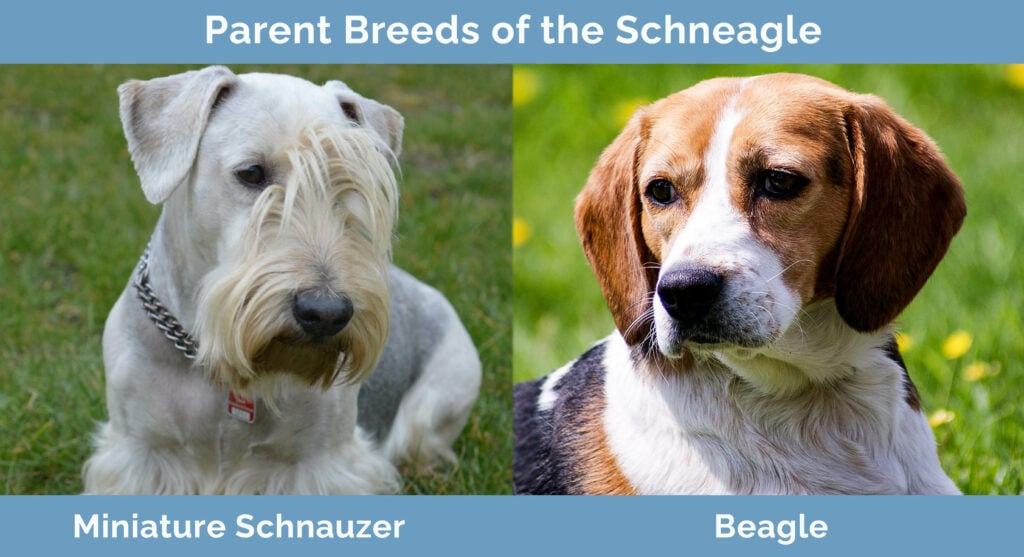 Parent Breeds of the Schneagle