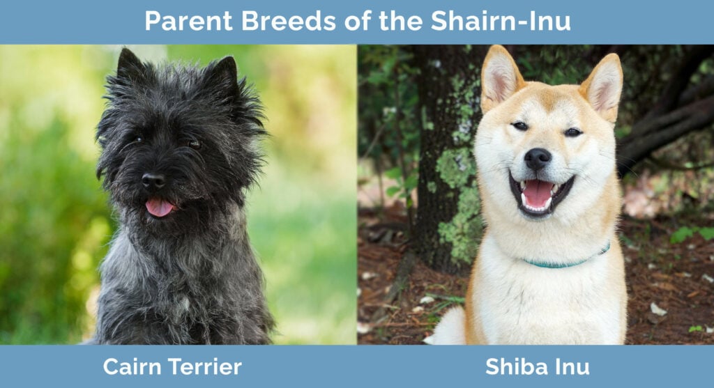 Parent Breeds of the Shairn Inu