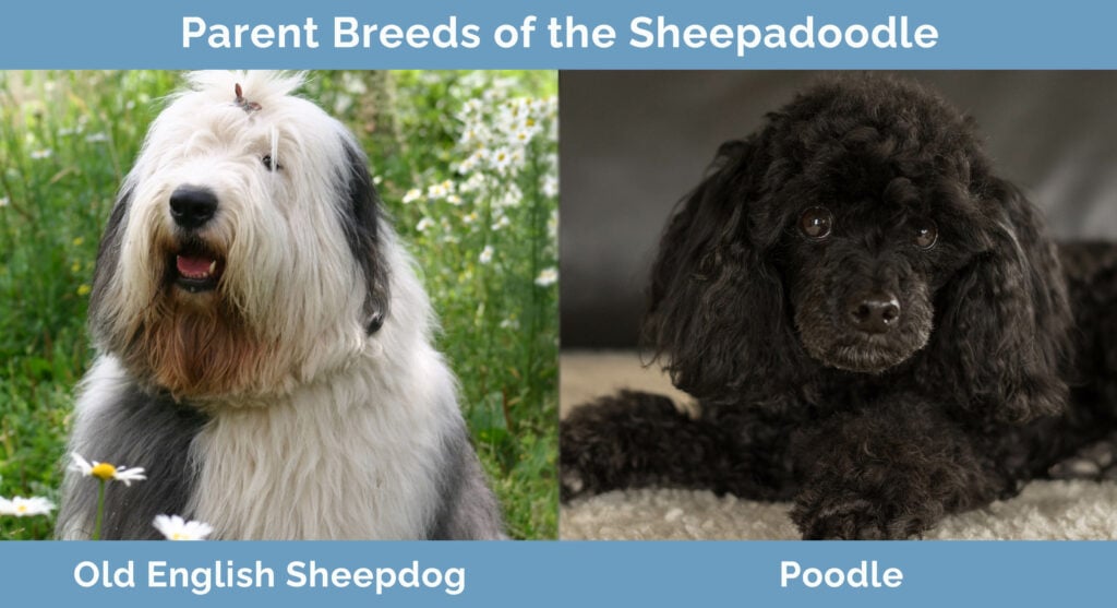 Parent Breeds of the Sheepadoodle