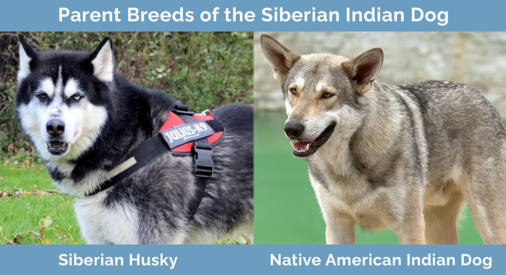 Parent Breeds of the Siberian Indian Dog