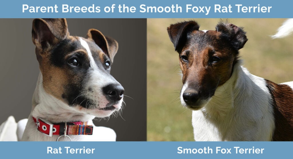 Parent Breeds of the Smooth Foxy Rat Terrier