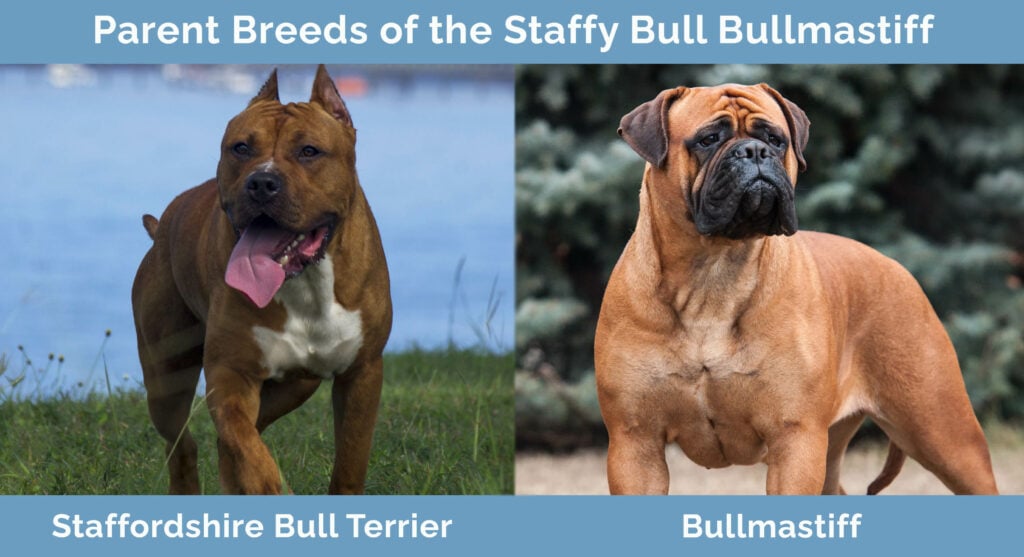 Parent Breeds of the Staffy Bull Bullmastiff