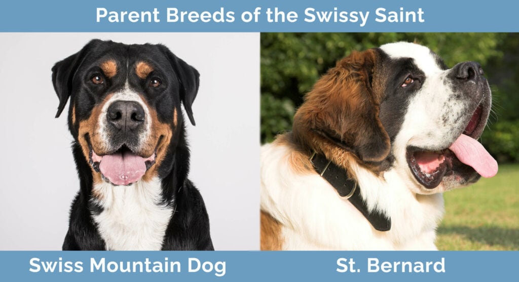 Parent Breeds of the Swissy Saint