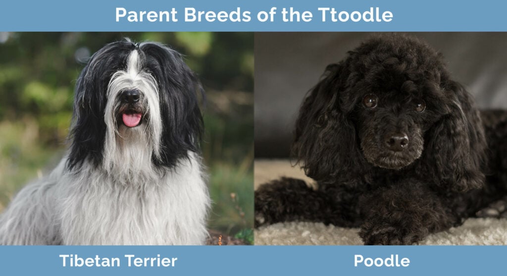 Parent Breeds of the Ttoodle