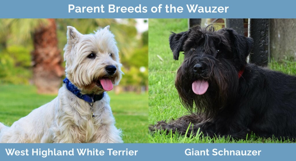 Parent Breeds of the Wauzer