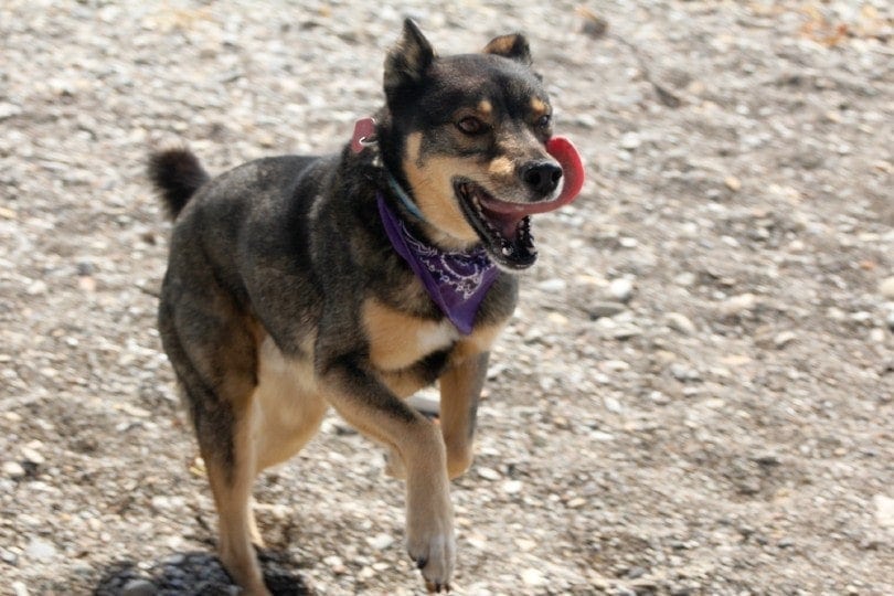Rottsky with bandana running outside