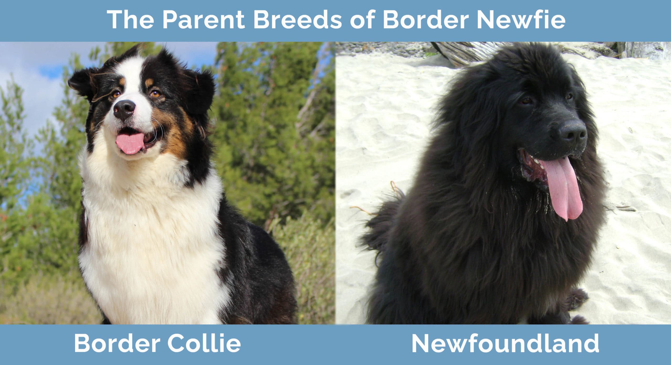The Parent Breeds of Border Newfie