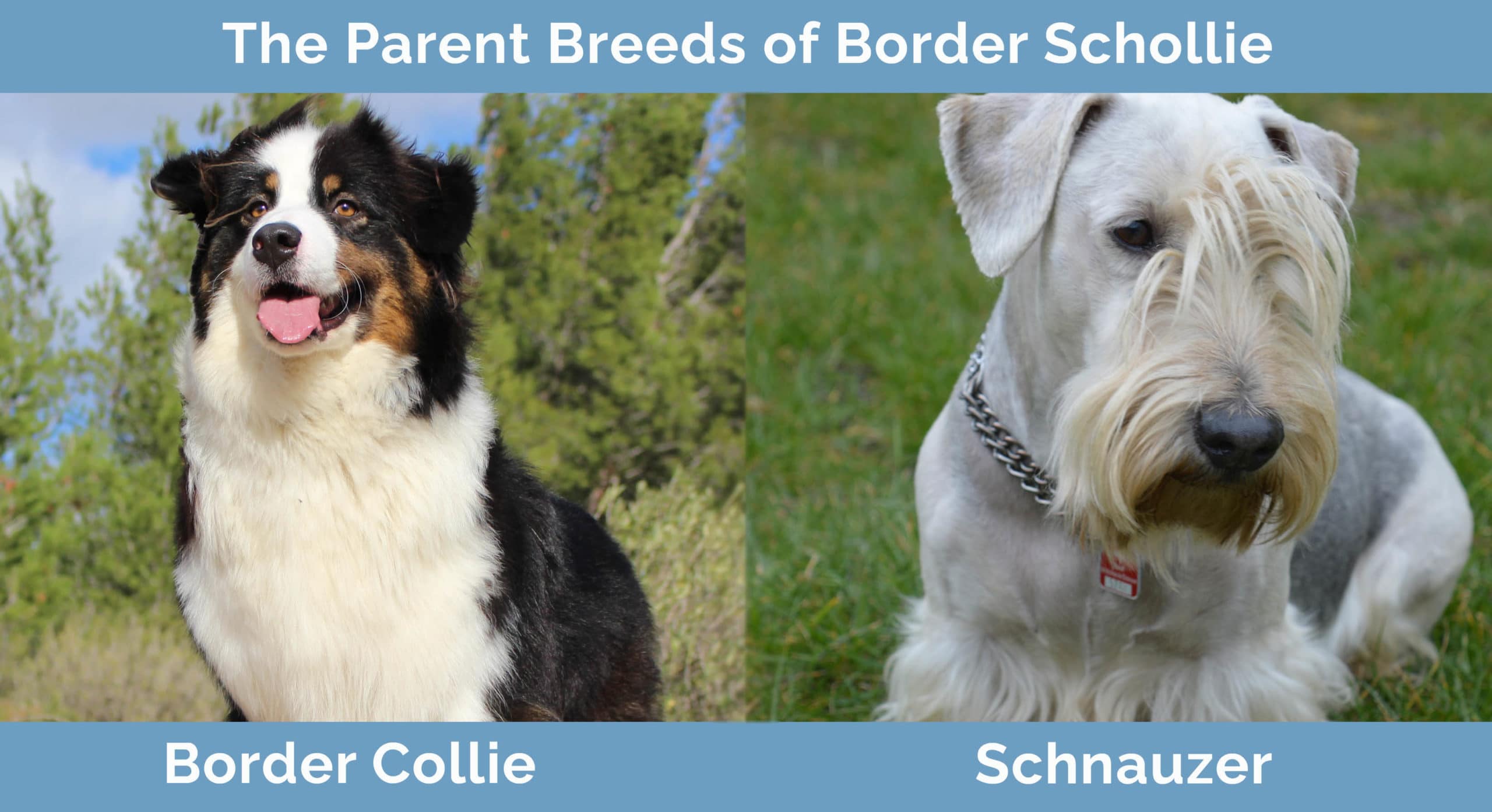 The Parent Breeds of Border Schollie