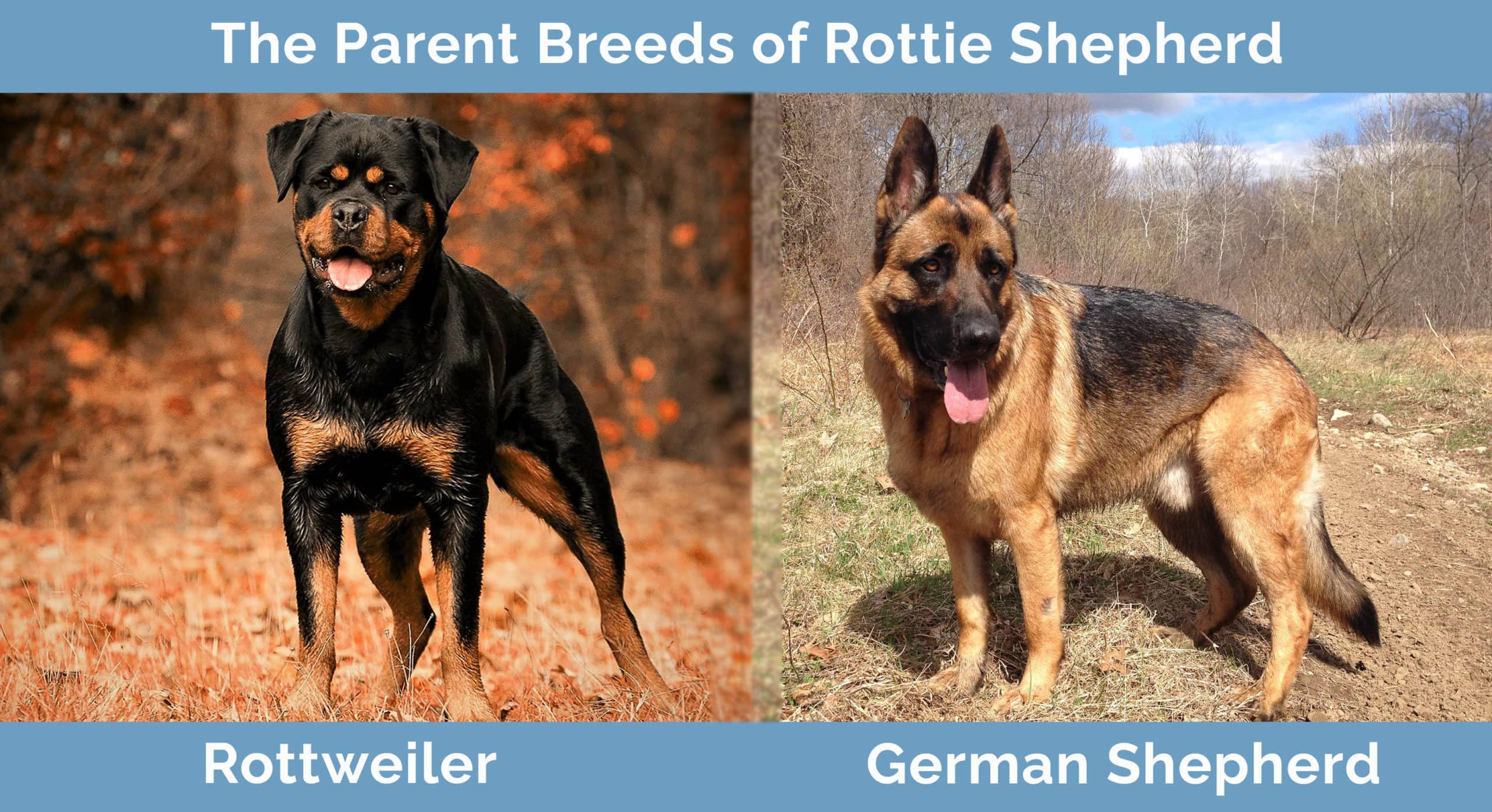 The Parents of Rottie Shepherd