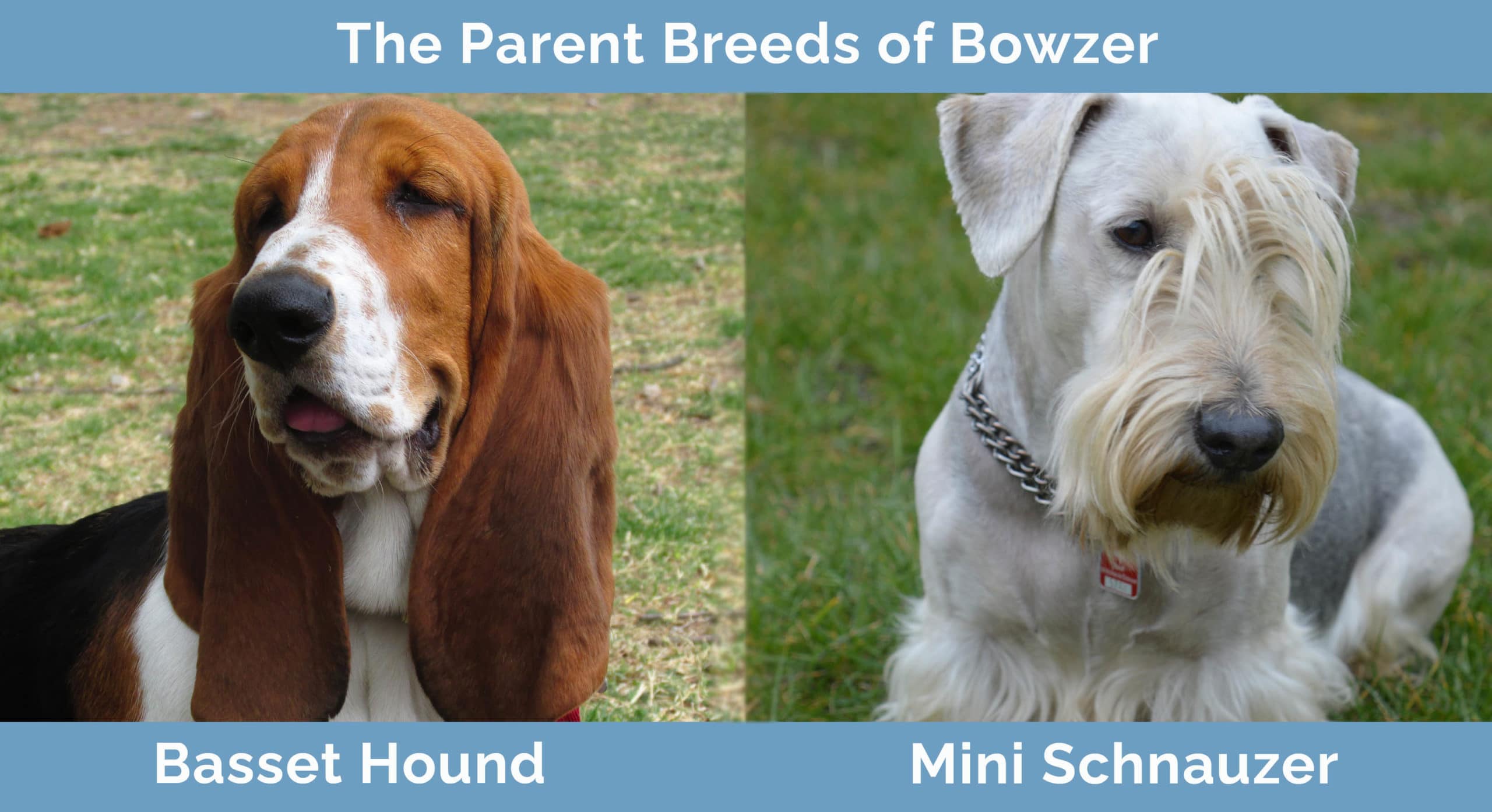 The Parents of Bowzer