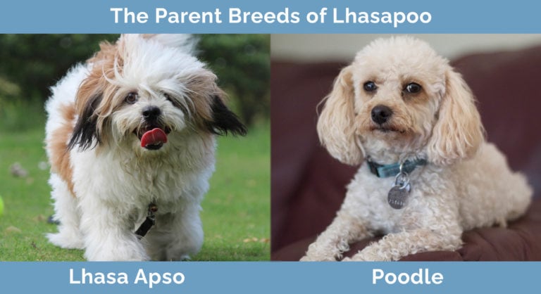 Lhasapoo (Lhasa Apso & Poodle Mix): Info, Pictures, Care & More ...