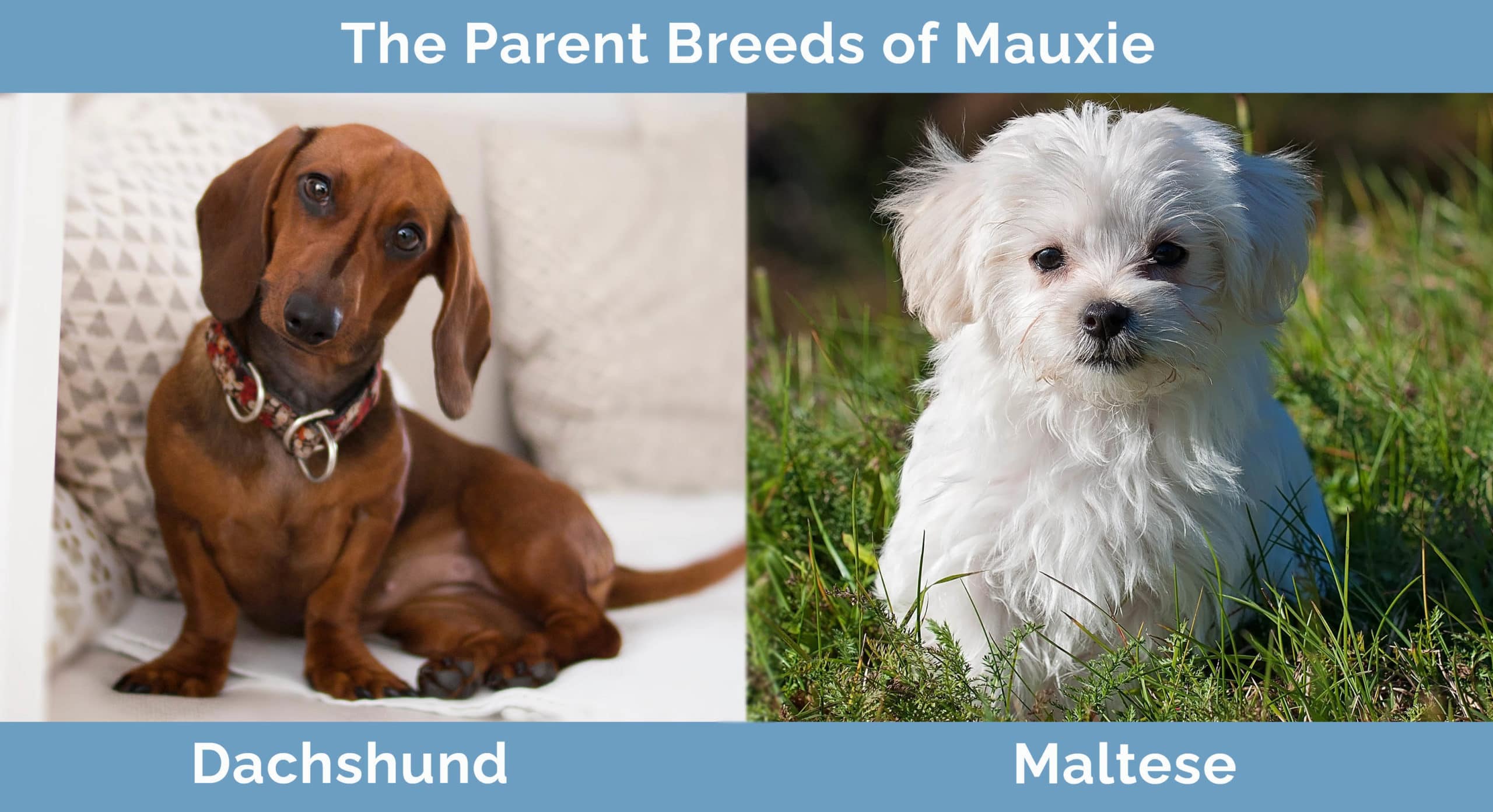 The Parents of Mauxie
