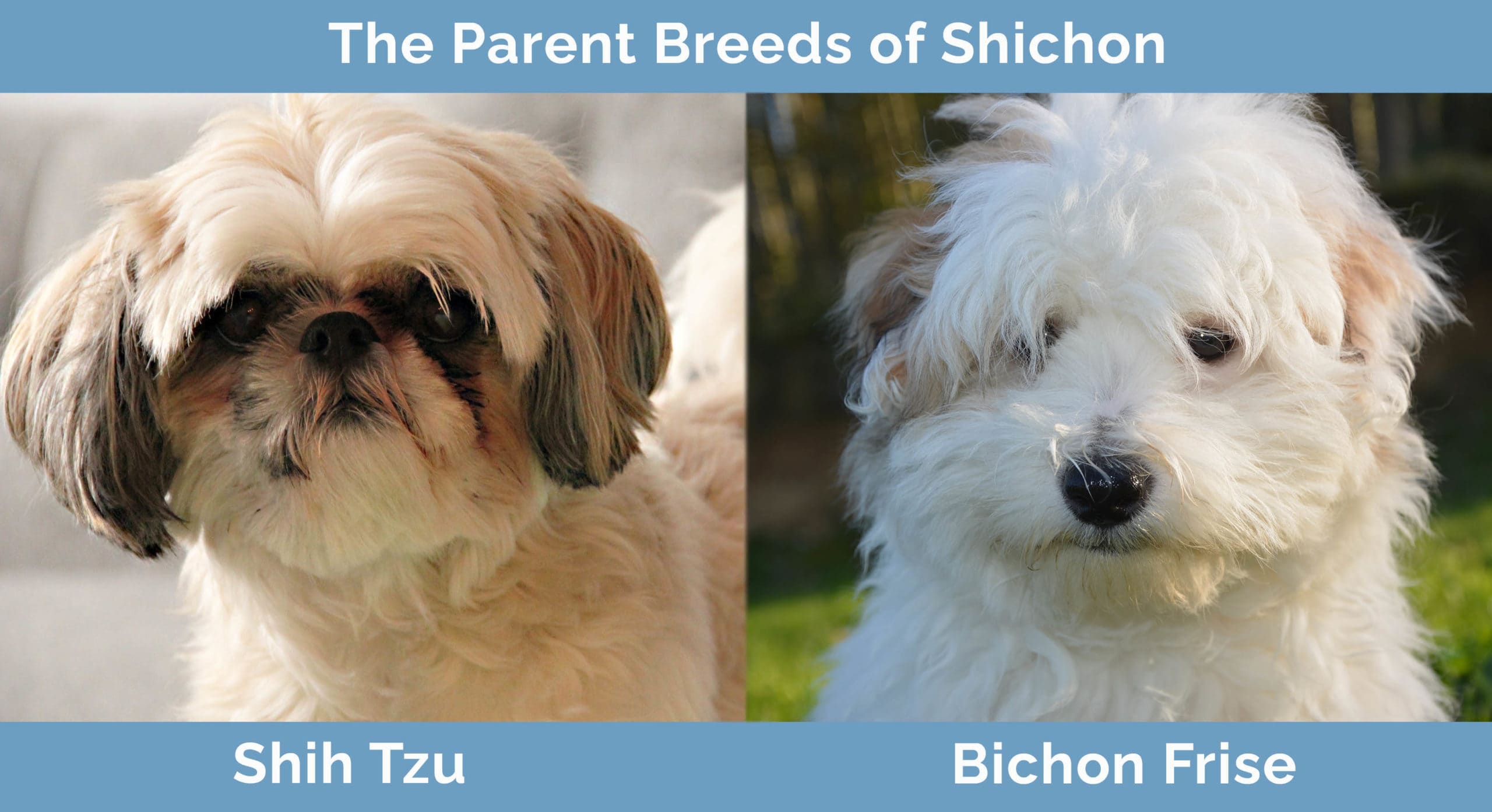 The Parents of Shichon