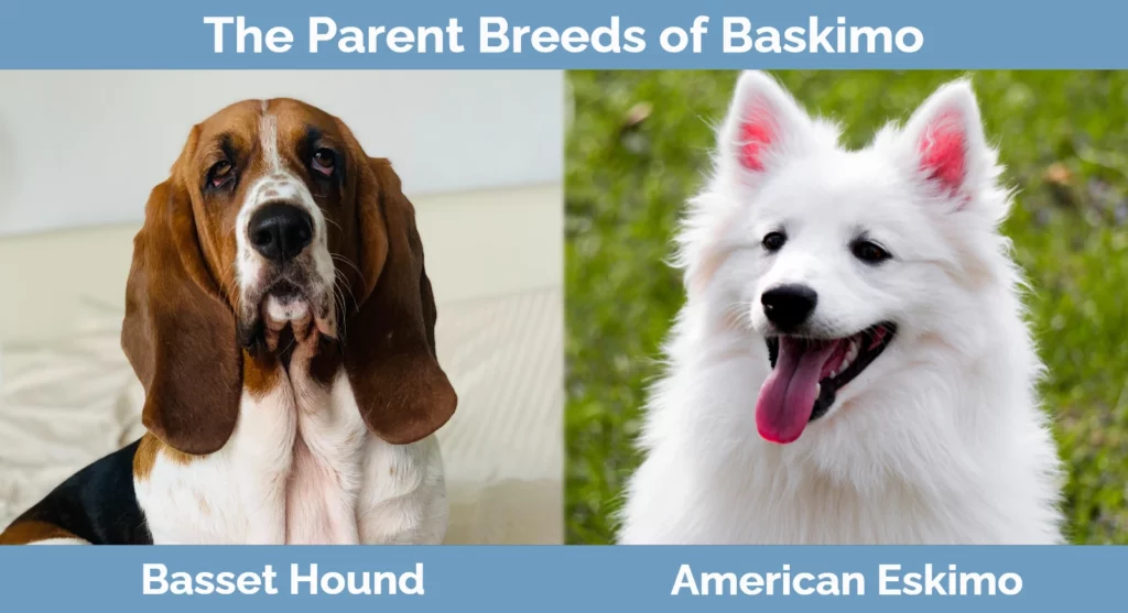 The parent breeds of Baskimo