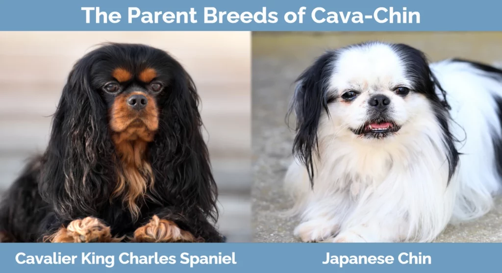 The parent breeds of Cava-Chin