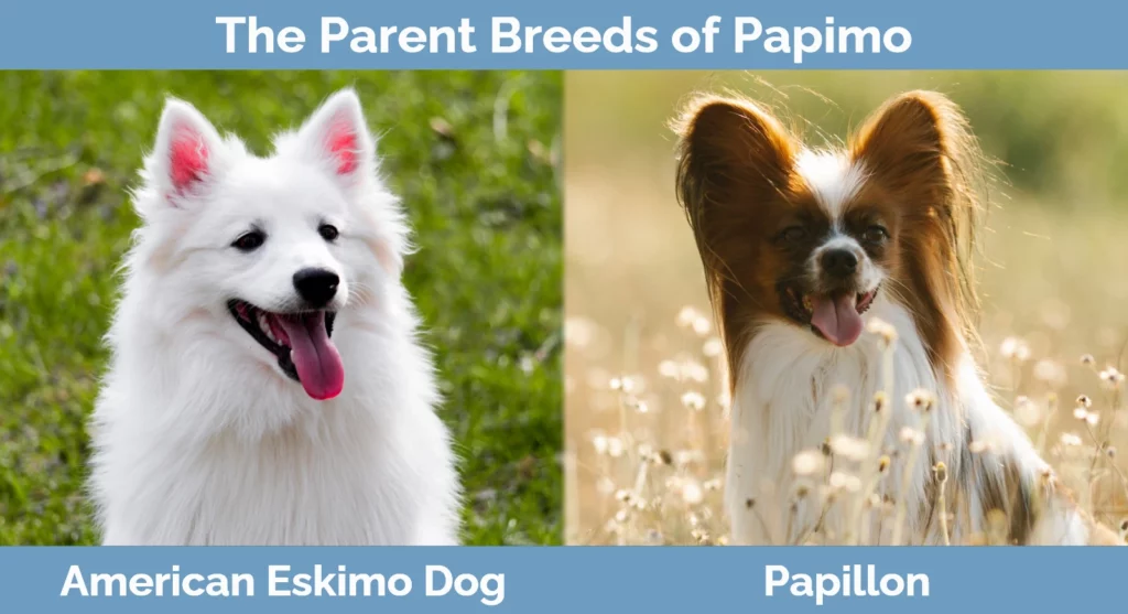 The parent breeds of Papimo