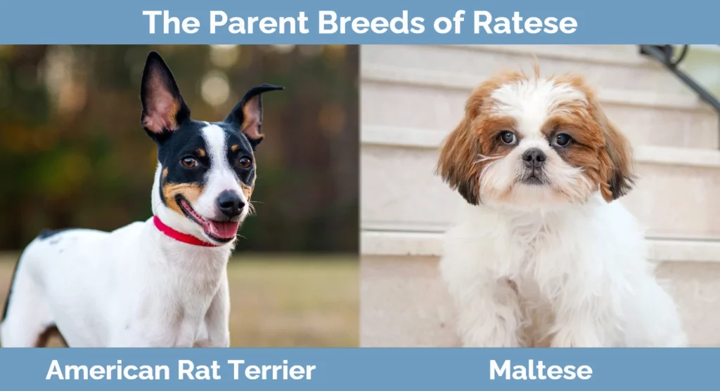 The parent breeds of Ratese