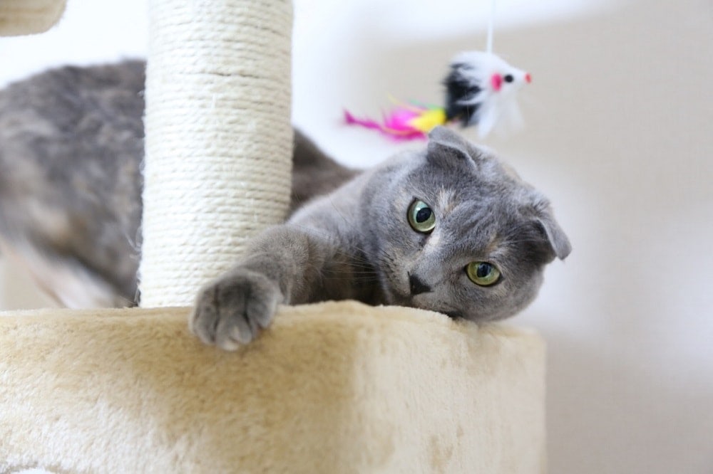 scottish fold cat tree