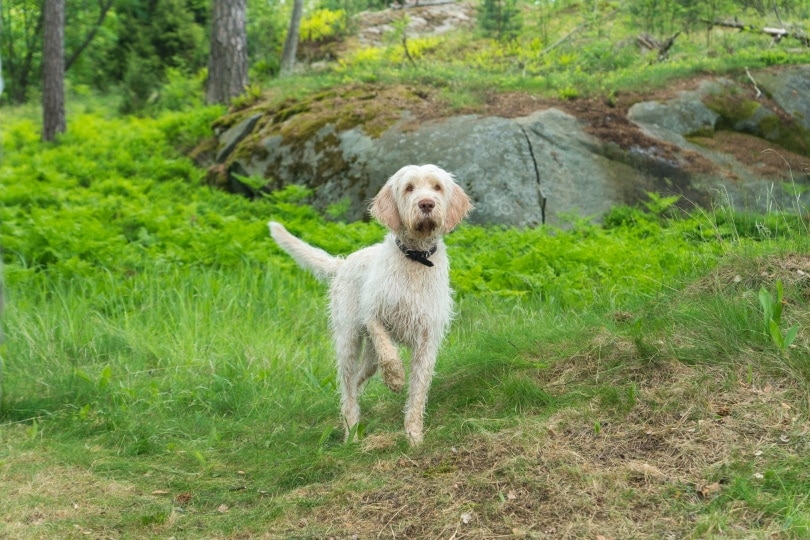 spinone italiano dog outdoor