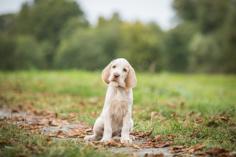 spinone italiano puppy