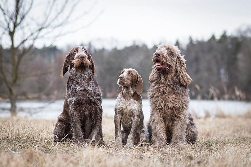 three spinone italiano dogs sitting on grass