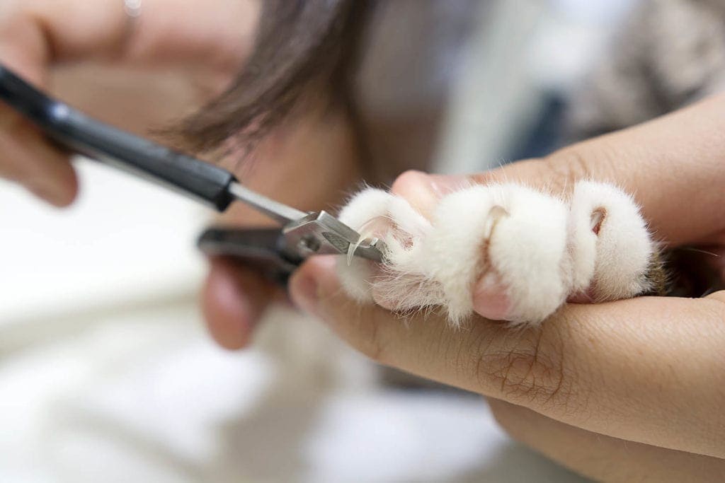 trim cat nails