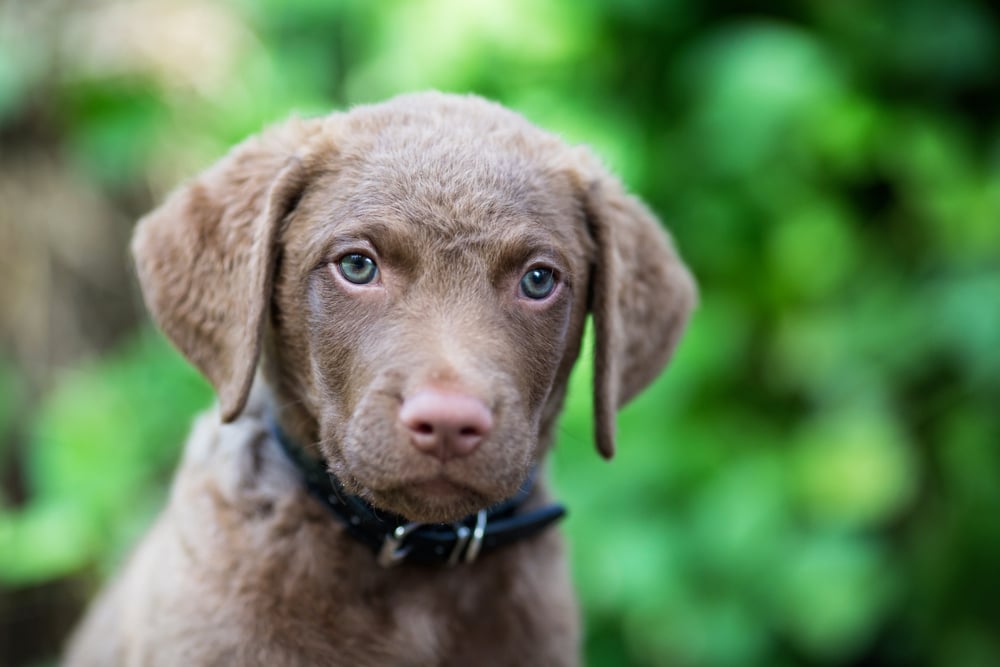 Chesapeake Bay Retriever puppy