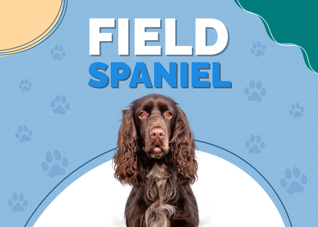 Field Spaniel Breed