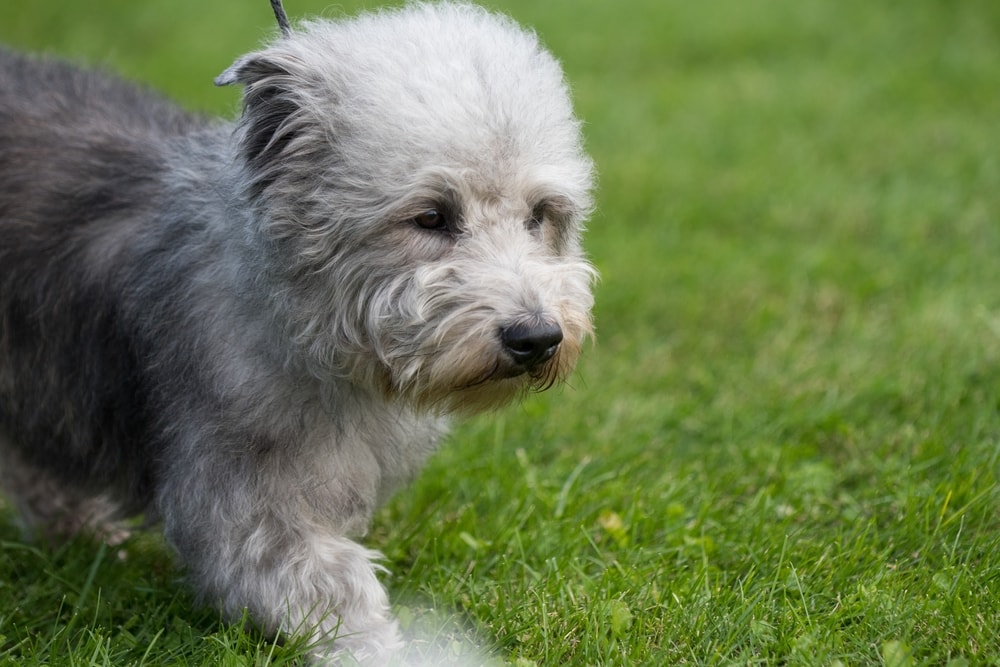 Glen of Imaal Terrier puppy