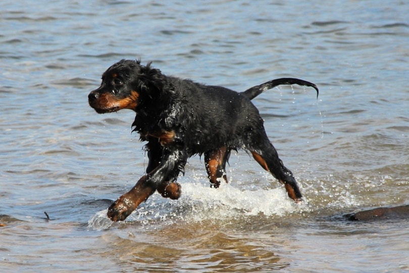 Golden Setter running in the beach