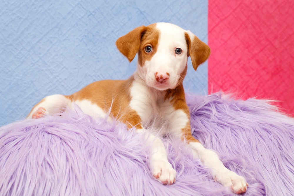 Ibizan Hound puppy