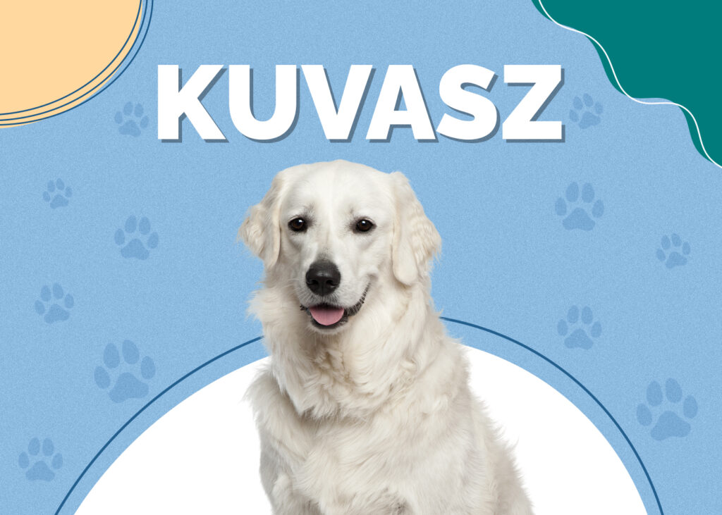 Kuvasz
