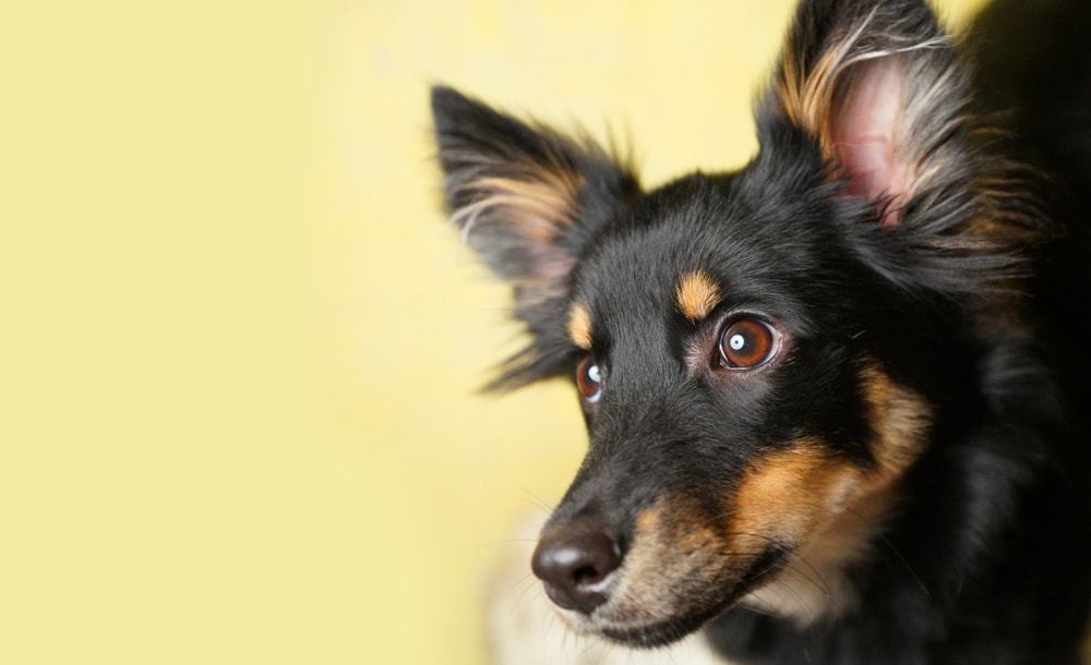 Lancashire heeler puppy