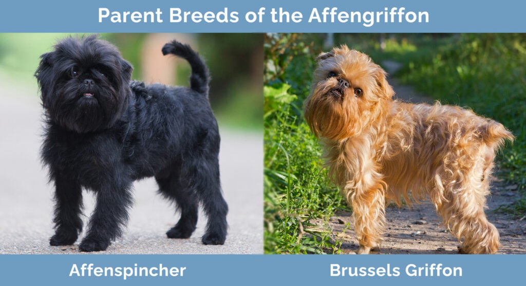 Parent Breeds of Affengriffon