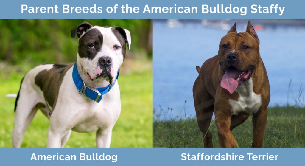 Parent Breeds of the American Bulldog Staffy
