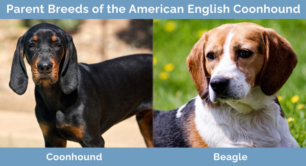 Parent Breeds of the American English Coonhound