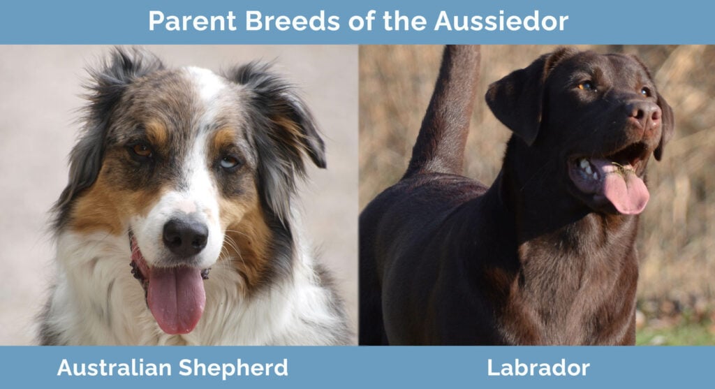 Parent Breeds of the Aussiedor