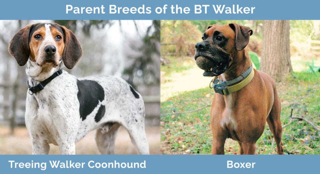 Parent Breeds of the BT Walker
