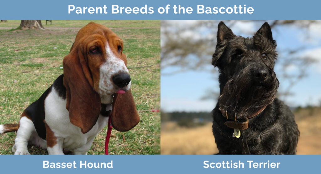 Parent Breeds of the Bascottie