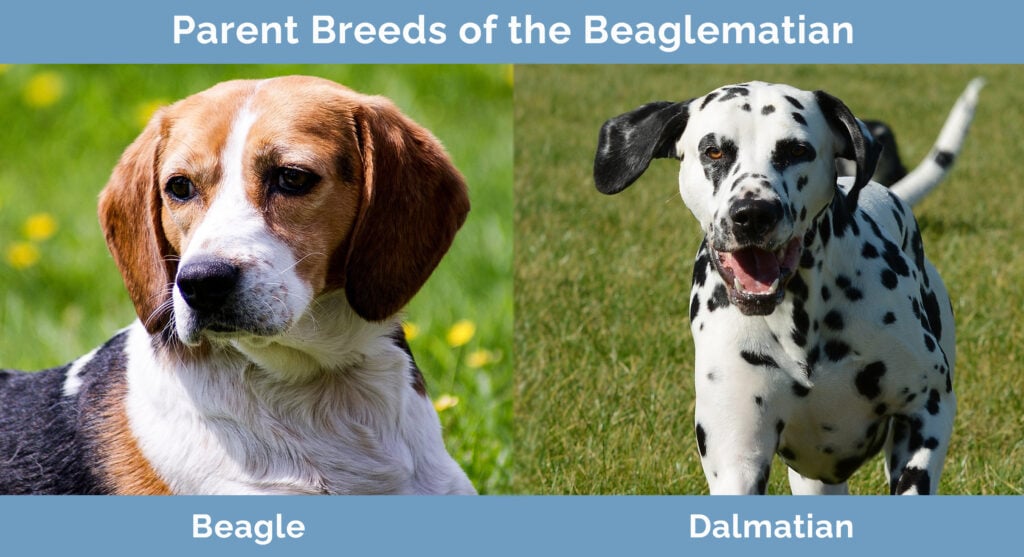 Parent Breeds of Beaglematian